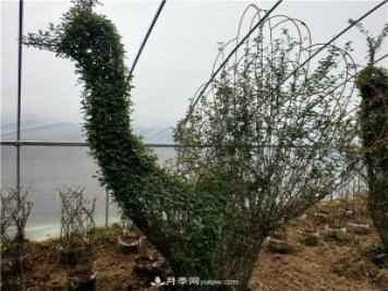 動(dòng)物造型月季，十二生肖奇型造型月季
