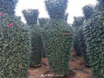 月季花瓶，南陽(yáng)基地花瓶造型月季批發(fā)價(jià)格