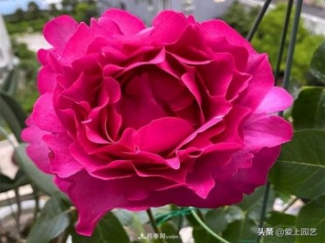 無伊芙不月季，哪種伊芙月季最值得入手？