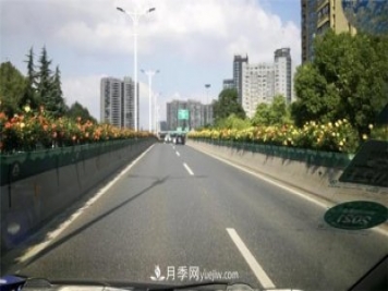 一路花開一路美景 杭州高架月季正當(dāng)時