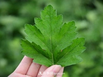 南陽“艾草之鄉(xiāng)”：小艾草撐起大產業(yè)