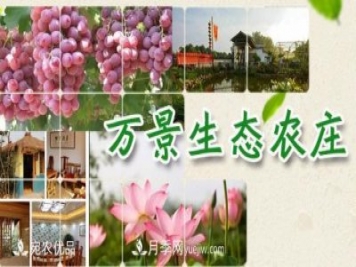 南召縣萬(wàn)景園林張園園，玉蘭樹(shù)苗木創(chuàng)業(yè)造福鄉(xiāng)梓