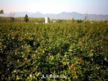 南陽(yáng)市內(nèi)鄉(xiāng)縣五角楓玉蘭苗木基地