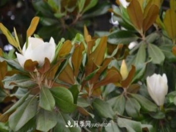 南召縣張德倉(cāng)，玉蘭苗木大王創(chuàng)業(yè)記