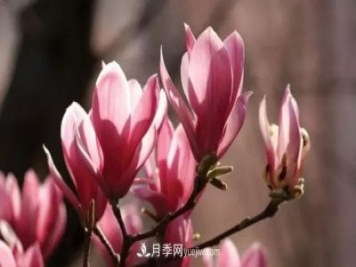 玉蘭飄香溢山鄉(xiāng)——南陽(yáng)南召玉蘭產(chǎn)業(yè)紀(jì)實(shí)