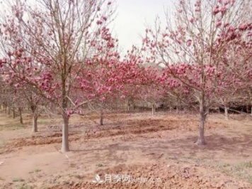 南召縣皇后鄉(xiāng)苗木產(chǎn)業(yè)：玉蘭花開脫貧路