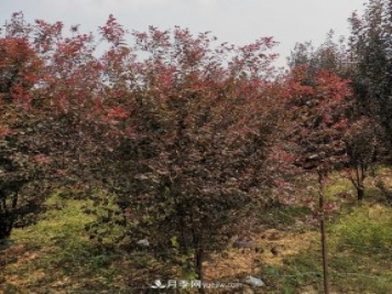 南陽紫葉李苗木基地，紫葉李都有哪些優(yōu)點(diǎn)和特點(diǎn)？
