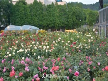 花開華南地區(qū)，哪些月季品種，征服了廣州這片“熱土”？