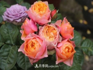 月季長勢差，注意這三個小細(xì)節(jié)，很快就爆盆