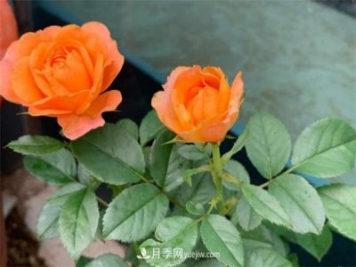 做為一個養(yǎng)花人，我和宿遷月季的不解之緣
