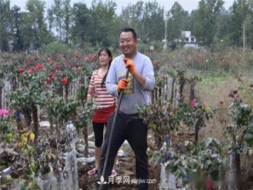 收來的月季老樁15塊錢一棵，枯死只能當(dāng)柴火，走進(jìn)南陽內(nèi)鄉(xiāng)樹形月季園