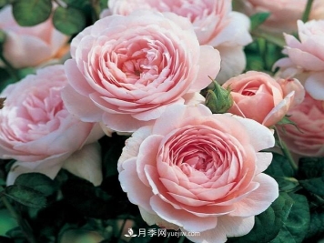 瑞典女王，這個(gè)月季王后用盆養(yǎng)殖注意5點(diǎn)，開(kāi)花壯觀又霸氣