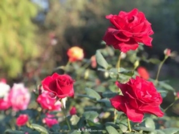 秋日暖陽花盛開，來上海濱江森林公園看金秋最美月季花