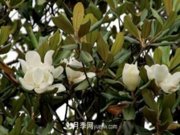 南召廣玉蘭樹種植方法，適合種植在家里嗎