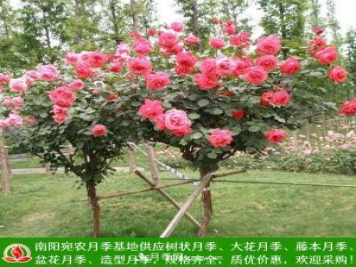 樹狀月季，藤本月季，大花月季，貨源充足價(jià)格合理