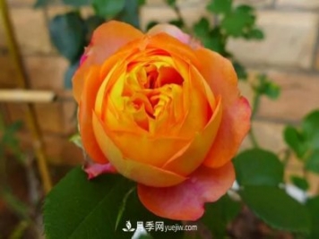 專屬12星座的月季花，你的星座是什么月季