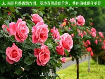 平頂山樹狀月季，平頂山樹狀月季批發(fā)，基地現(xiàn)挖線賣