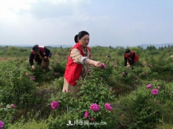 做美花木產業(yè) 浙江長興這個鄉(xiāng)村打造美麗經濟