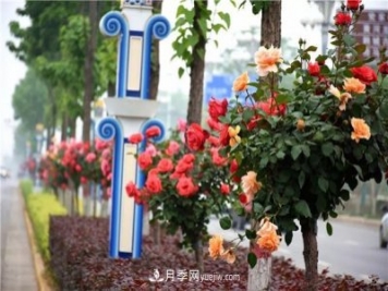 河北北京天津樹狀月季成風(fēng)景線，四季應(yīng)該怎么養(yǎng)護？