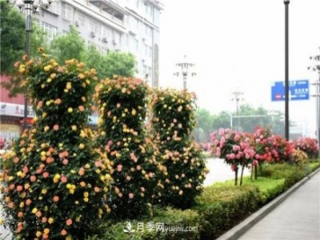 批發(fā)供應月季花瓶、月季花球等藤本造型月季