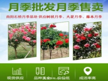 大花月季批發(fā)，樹(shù)狀月季批發(fā)，中國(guó)月季之鄉(xiāng)價(jià)格就是香！