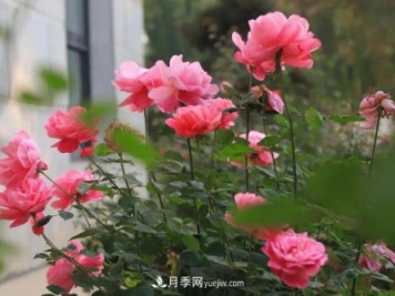 初冬，洛陽師范學(xué)院留得月季獨艷