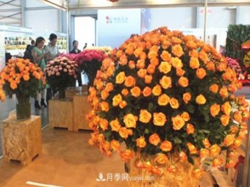 2020年云南“10大名花”千萬(wàn)元獎(jiǎng)勵(lì)，多個(gè)月季種苗獲獎(jiǎng)