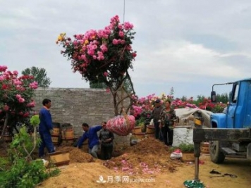 南陽方城博望鎮(zhèn)：萬畝月季喜“出嫁” 漂洋過海出國(guó)門