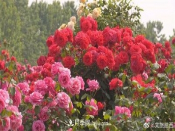 肥西縣三河鎮(zhèn)百畝樹(shù)狀月季園：花開(kāi)正艷，產(chǎn)業(yè)增收