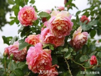 河南省各市市花，洛陽牡丹最出名，月季最受歡迎