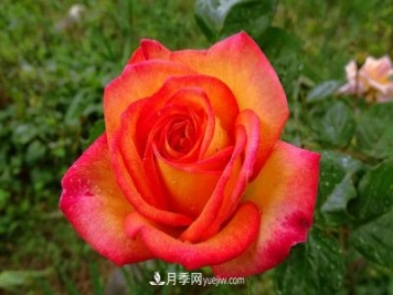 花魂月季的優(yōu)缺點(diǎn)是什么？