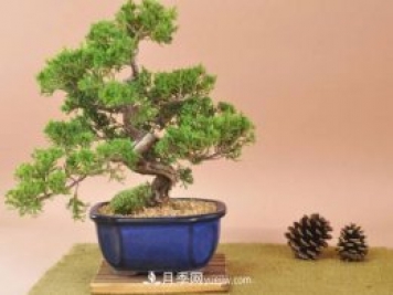 中國十大盆景排名，名貴盆景有哪些？