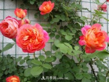 不怕暴曬的月季品種，盤(pán)點(diǎn)耐熱耐曬的品種
