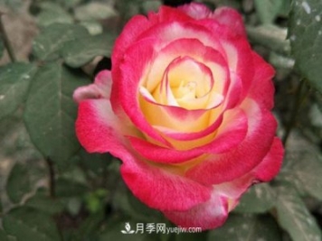 香水月季的栽培方法有哪些？