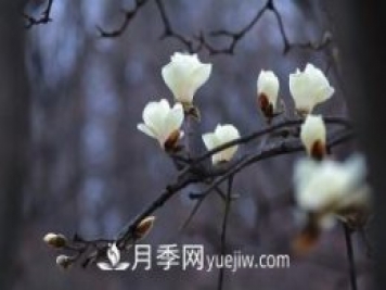 南召白玉蘭，廣玉蘭，紫玉蘭有什么區(qū)別，種植方法有哪些？