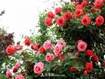 保定適合養(yǎng)月季，市花和市樹(shù)是什么