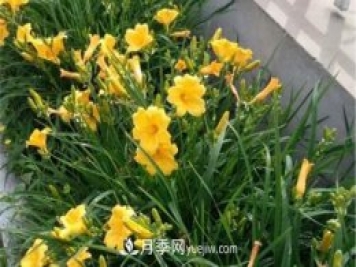 張家口適合養(yǎng)月季花，市花和市樹(shù)是什么