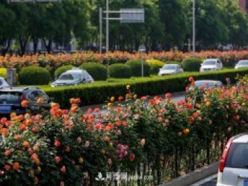 道路樹狀月季，行道月季樹