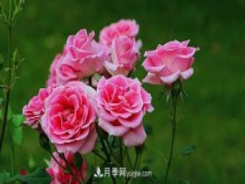 中國(guó)月季（國(guó)月）的魅力，南陽(yáng)是中國(guó)月季核心原產(chǎn)地