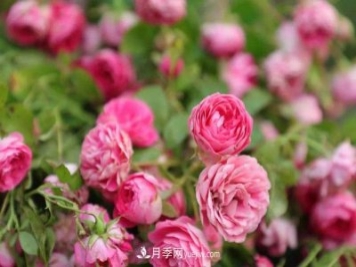 云南：2019年花卉總產值751.7億元 鮮切花產量139.7億枝
