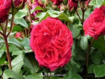 月季品種紅達(dá)和紅龍的區(qū)別 二者有什么不同