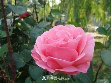 月季施肥和打藥要錯(cuò)開時(shí)間嗎 可以同時(shí)使用