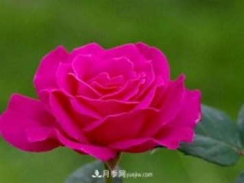 月季小苗到手后該怎么上盆呢？這個我們需要根據(jù)實際情況來進行。
