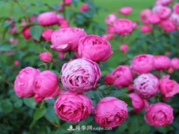 通過以下4點(diǎn)來區(qū)分月季和玫瑰