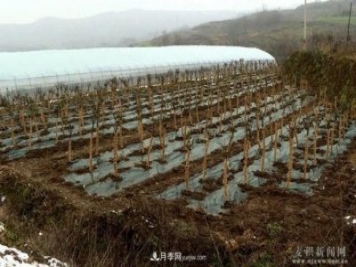 甘肅天水市麥積鎮(zhèn)北灣村： 月季花開幸福來(lái)