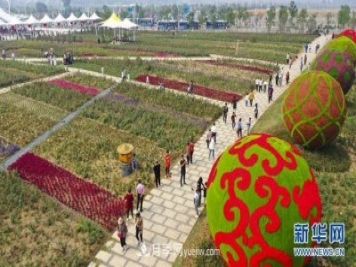 回顧記錄，中國月季展覽會花開阜陽