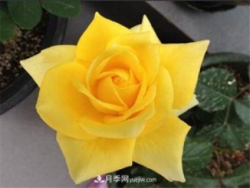 5種高顏值黃色系月季，漂亮又好養(yǎng)