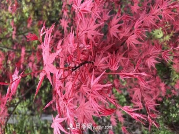 雞爪槭和紅楓的區(qū)別，葉片、枝干、花果期