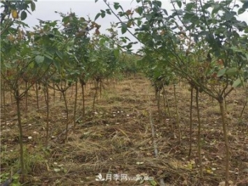 小高桿月季樹，小青桿月季批發(fā)