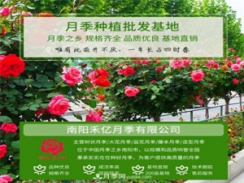 批發(fā)南陽月季，就選擇南陽禾億月季基地，放心